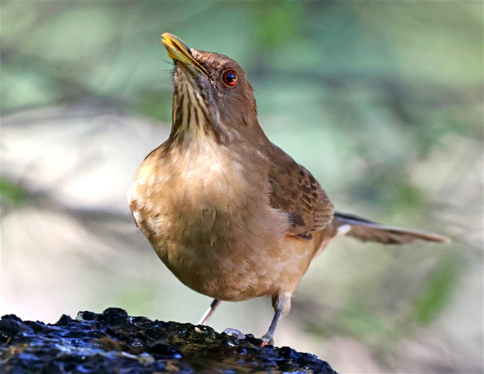753 - CLAY-COLORED THRUSH (1-29-2023) national butterfly center, hidalgo, tx -02