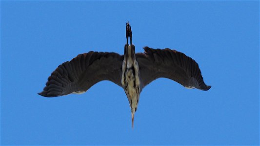 Graureiher D-FISH HeronAir from Erlbachweiher (900 ft.)