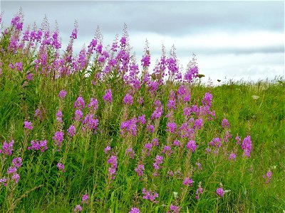 Fireweed, Old Chevak, Alaska