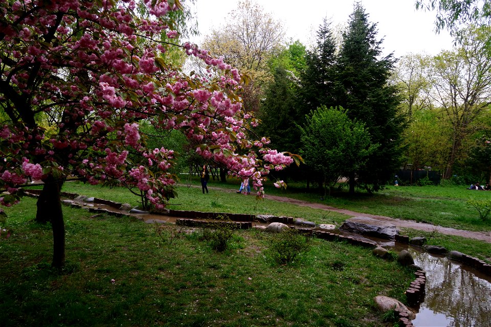 japanes_garden_rain_Herastrau (1)