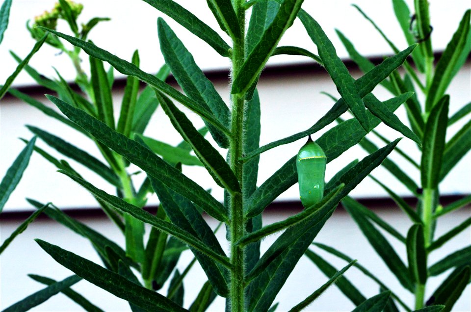 Monarch Chrysalis on Butterfly Weed photo