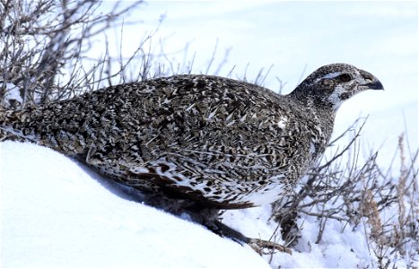 Greater sage-grouse on Seedskadee National Wildlife Refuge