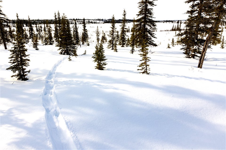 Otter tracks in the snow