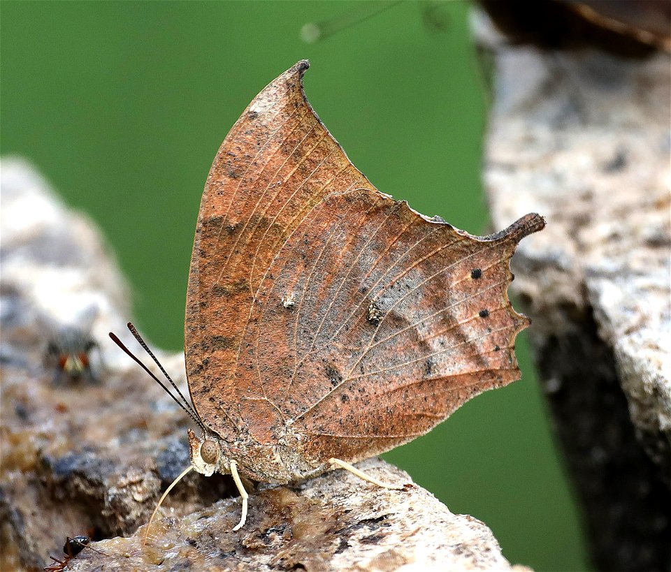 LEAFWING, TROPICAL (Anaea aidea) (12-07-2022) nat butterfly center, hidalgo co, tx -01