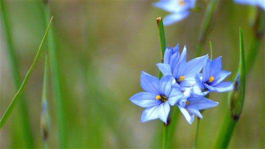 Prairie Blue-eyed Grass photo