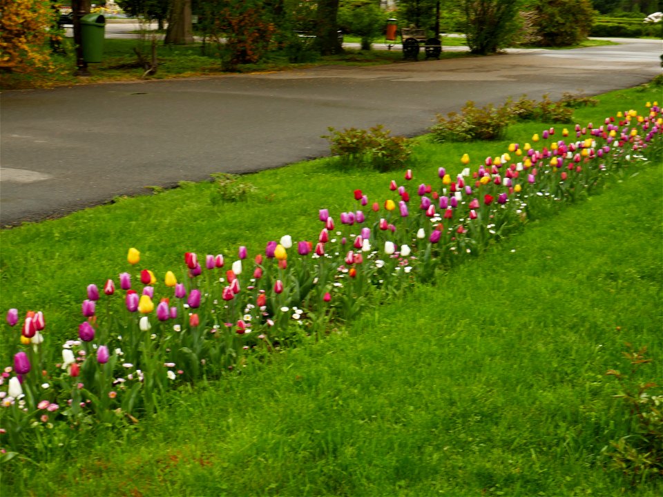 Herestrau Park in spring (48)