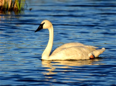 Trumpeter swan at Seedskadee National Wildlife Refuge
