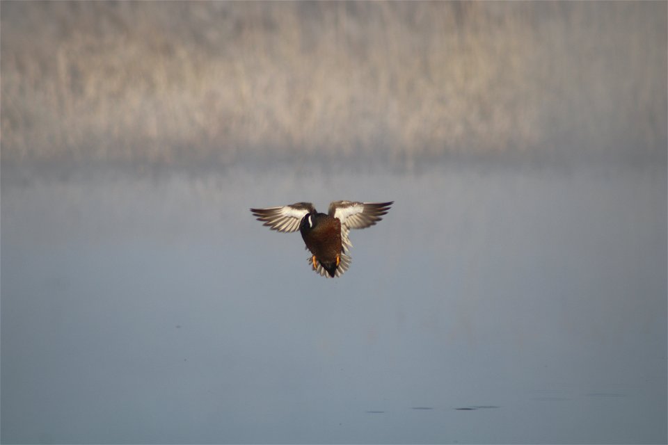 Blue-winged Teal Landing Owens Bay Lake Andes National Wildlife Refuge South Dakota