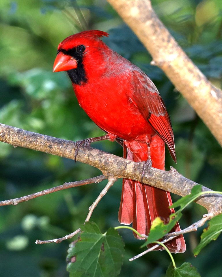 916 - NORTHERN CARDINAL (11-30-2021) nat butterfly center, mission, hidalgo co, tx -03