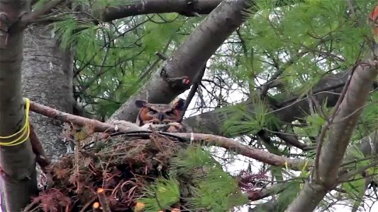 Great Horned Owl Nest: Curious Owlets photo