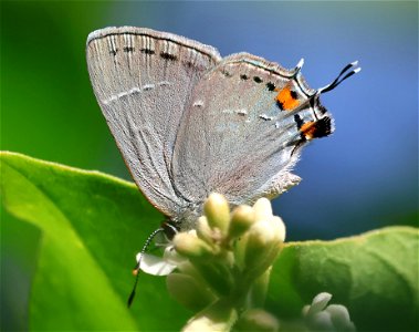 HAIRSTREAK, GRAY (Strymon melinus) (01-04-2023) national buttrtfly center, palmview, hidalgo co, tx -03