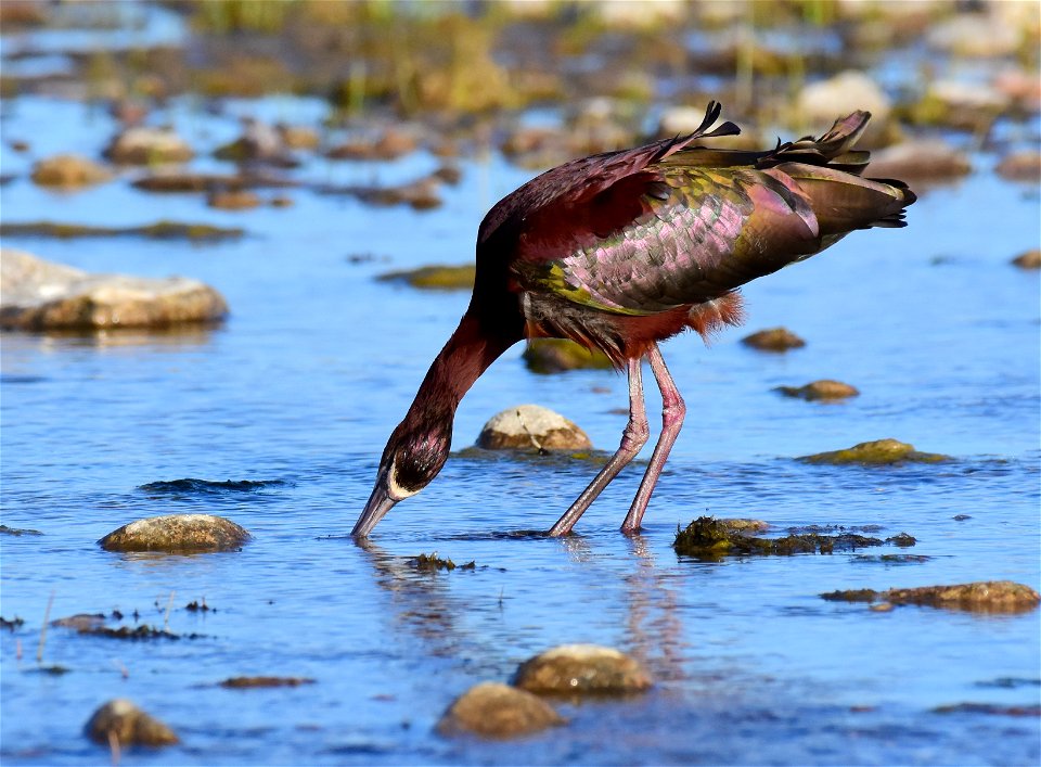 White-faced ibis at Seedskadee National Wildlife Refuge