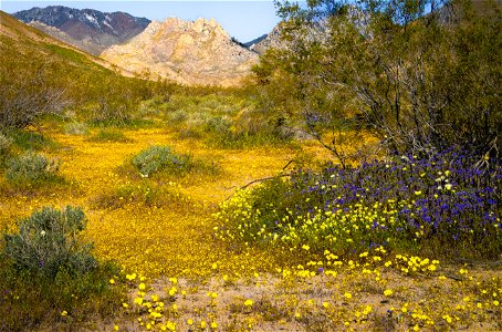 Owens Peak Wilderness Area (Short Canyon)