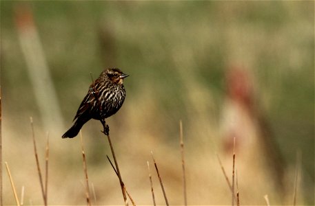 Female Red-Winged Blackbird Huron Wetland Management District South Dakota
