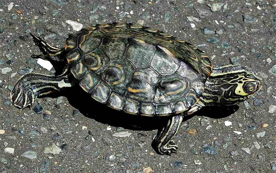 Big-headed map turtle (Graptemys barbouri) by maimaip2000/CC0 1.0