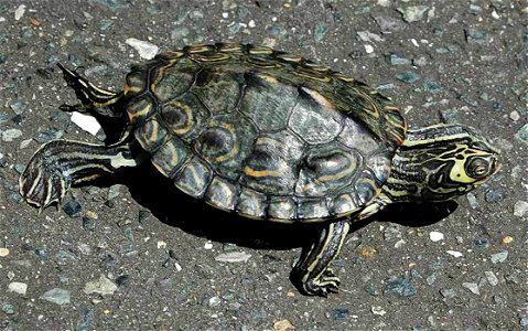 Big-headed map turtle (Graptemys barbouri) by maimaip2000/CC0 1.0