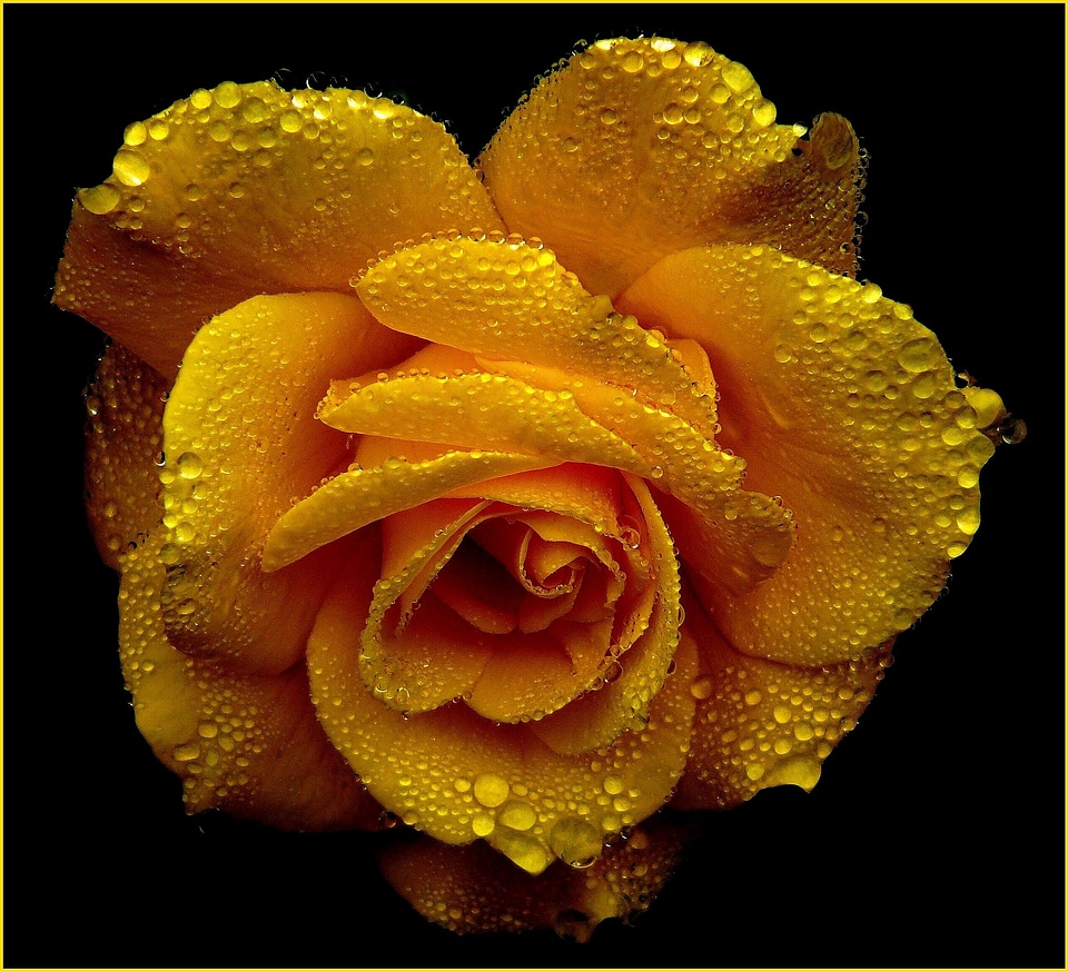 Bloom rose bloom beauty photo