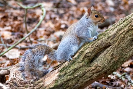 Squirrel photo