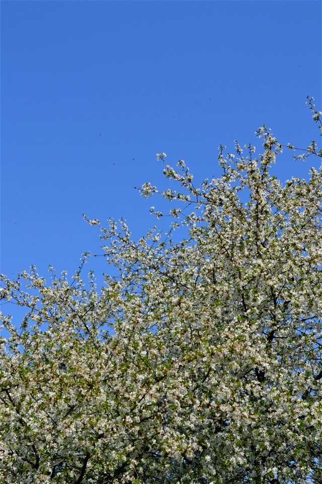 Spring ,April 2023