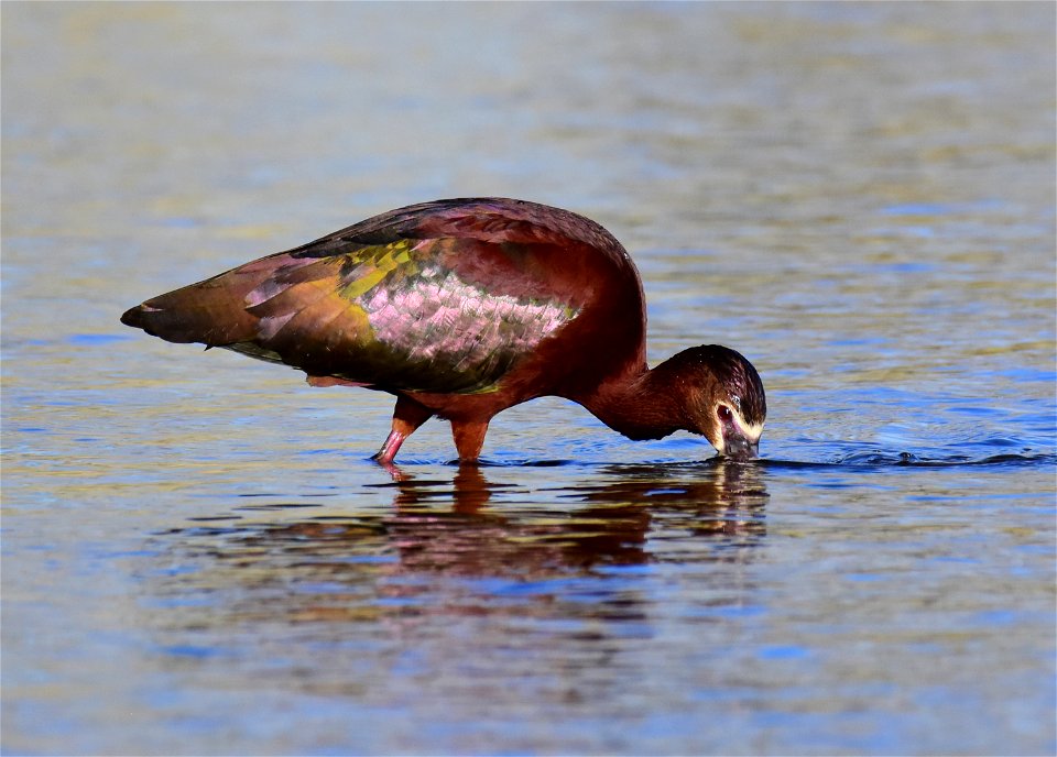 White-faced ibis at Seedskadee National Wildlife Refuge