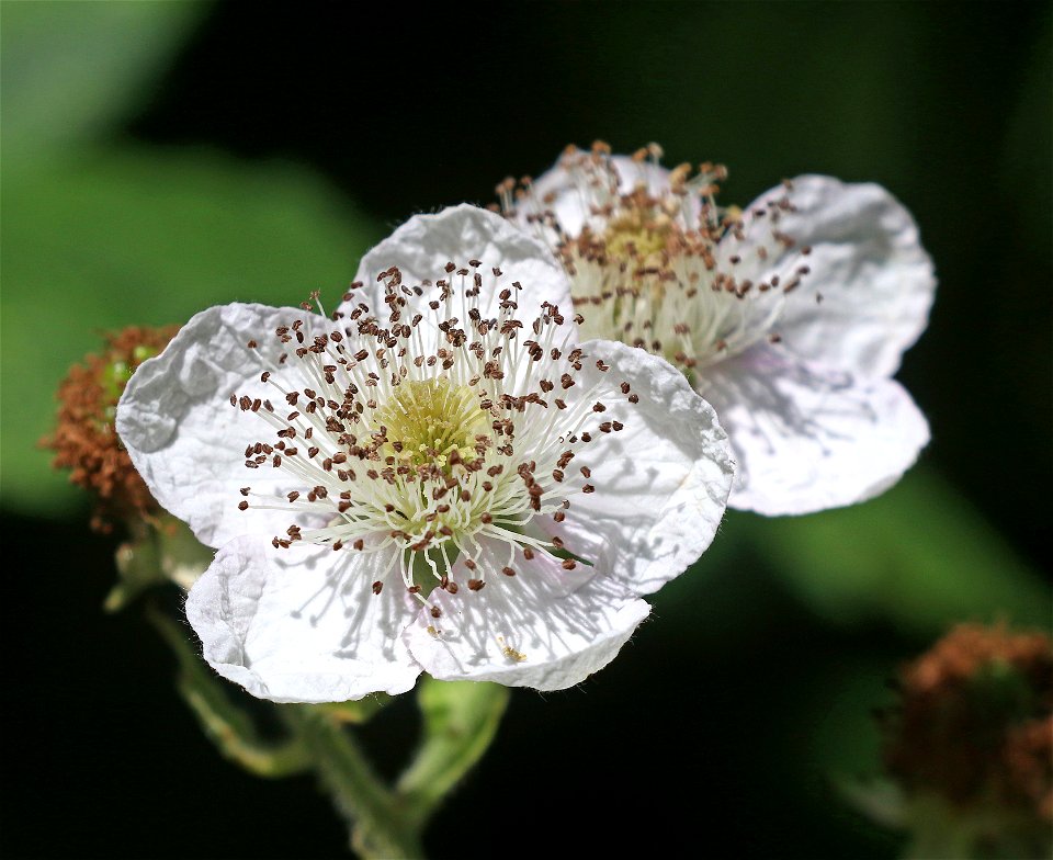 BLACKBERRY, HIMALAYAN (Rubus discolor) (6-19-2021) yard, crescent city, del norte co, ca -03