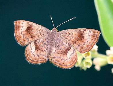 METALMARK, FATAL (Calephelis nemesis) (01-09-2023) national butterfly center, hidalgo co, tx -01