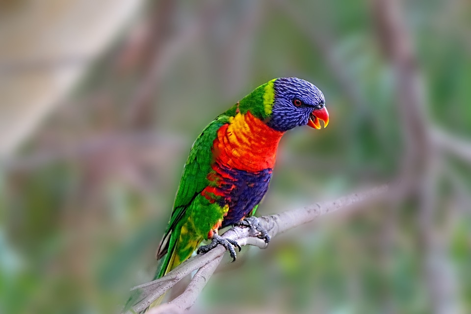 Bird branches colorful birds beautiful