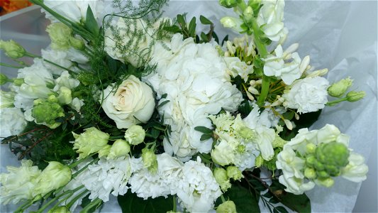 flori_flowers-wife-2023_0216_161528
