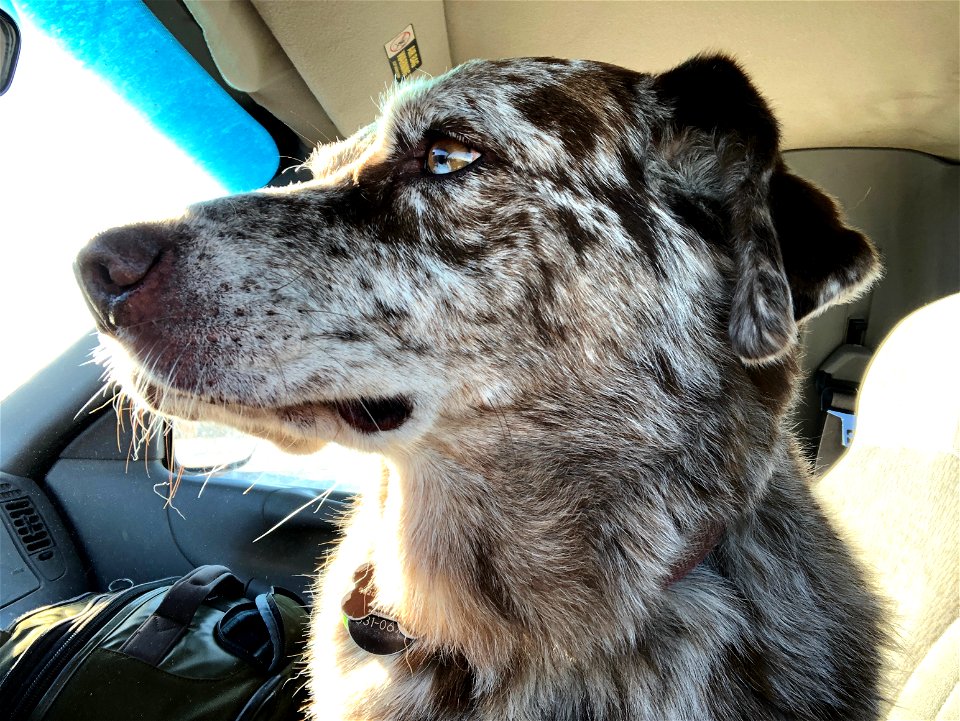 2022/365/299 I Am Noble and in a Mud Covered Truck