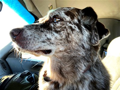 2022/365/299 I Am Noble and in a Mud Covered Truck photo