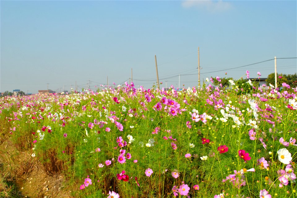Cosmos Flowers