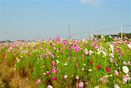 Cosmos Flowers photo