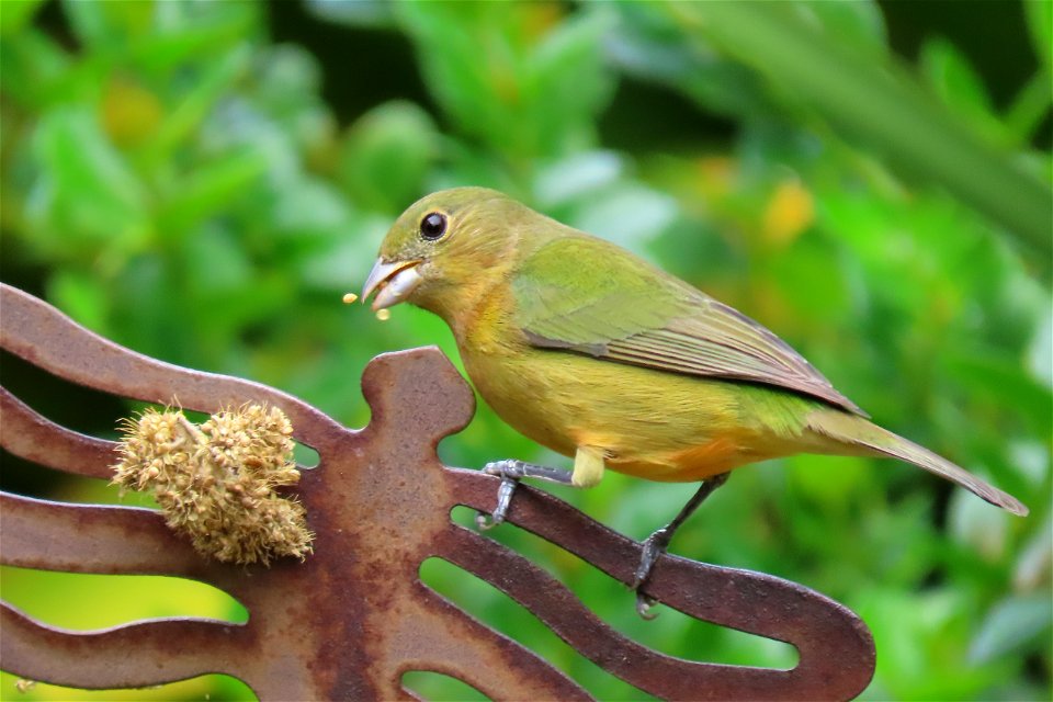 Painted Bunting