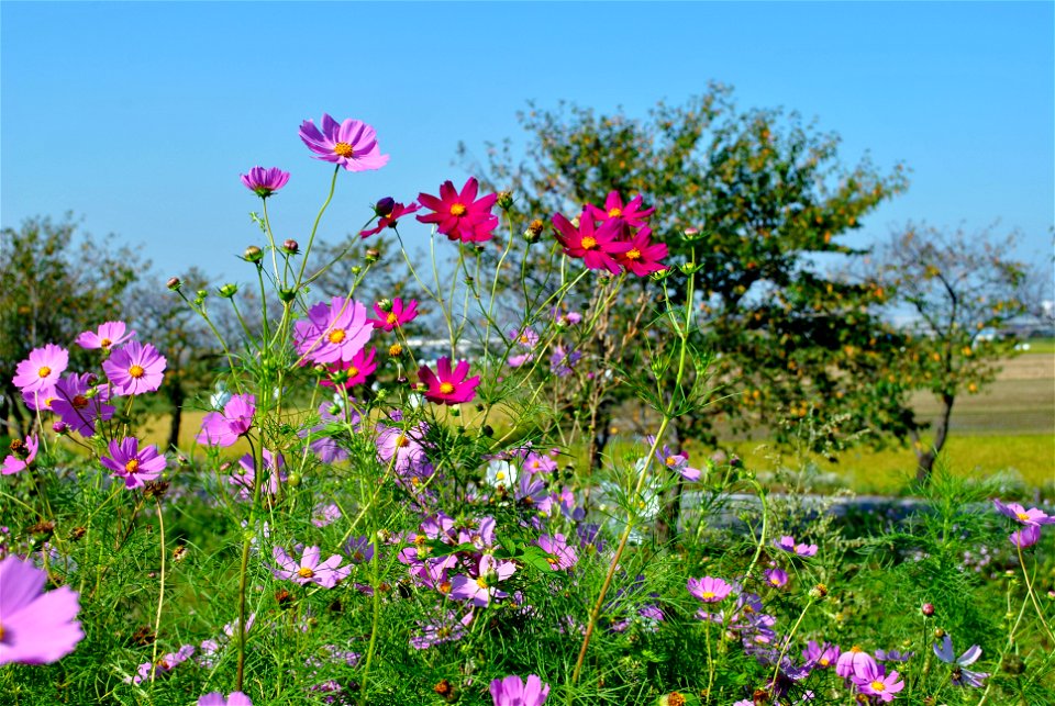 Cosmos Flowers
