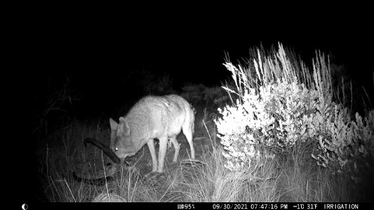 Coyote on the National Elk Refuge photo