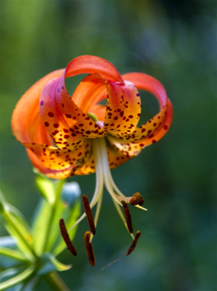 Turk's Cap Lily at Milam Gap Trailhead