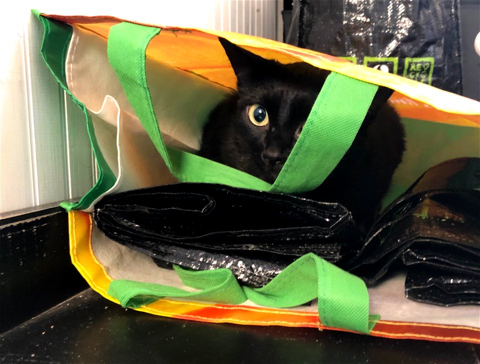 2022/365/270 Cat in the Bag