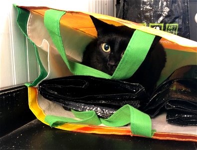 2022/365/270 Cat in the Bag photo