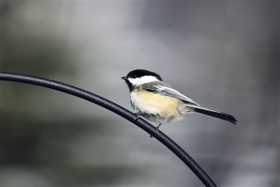 Black-capped chickadee perched above a bird feeder photo