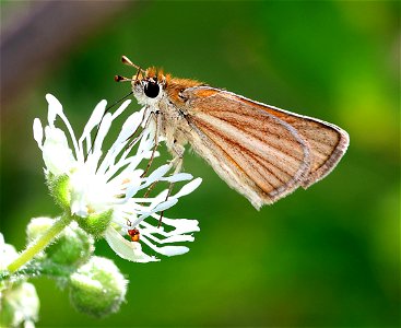 SKIPPERLING, SOUTHERN (Copaeodes minimus) (01-02-2023) national buttrtfly center, palmview, hidalgo co, tx -01
