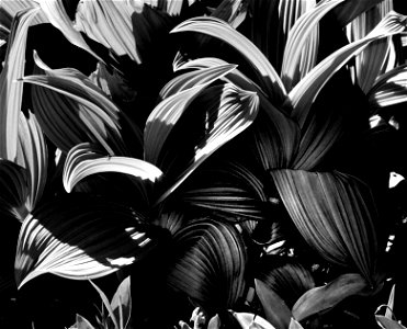 CORN LILIES - N CA -01c BW