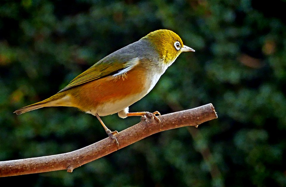 Silvereye. photo