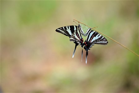 Mating zebra swallowtails photo