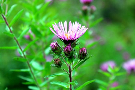 Purple Aster - A Wisconsin Native photo