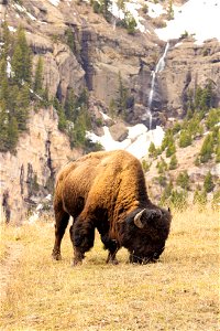 Bison grazing near Baronette Peak (portrait) photo