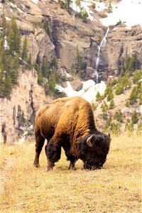 Bison grazing near Baronette Peak (portrait)