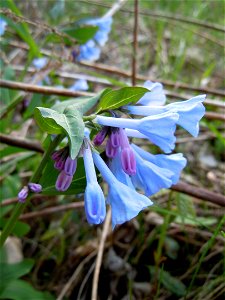 Virginia Bluebell photo