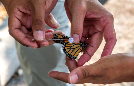 Closeup tagging monarch butterfly