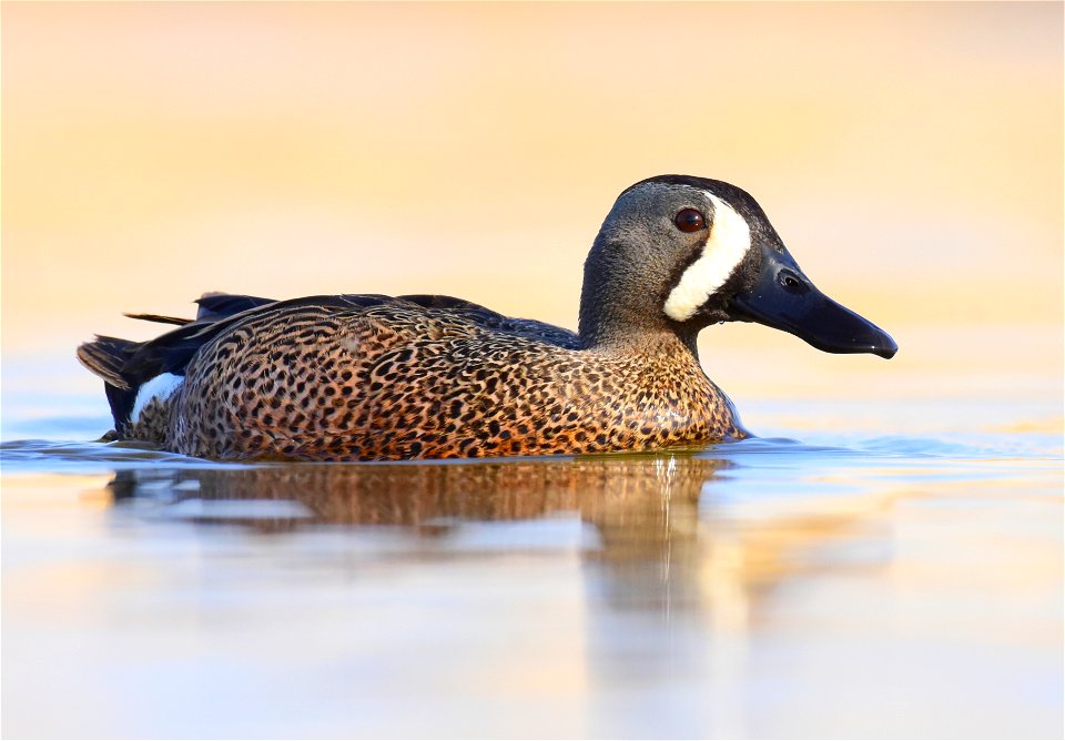 Blue-winged teal at Seedskadee National Wildlife Refuge