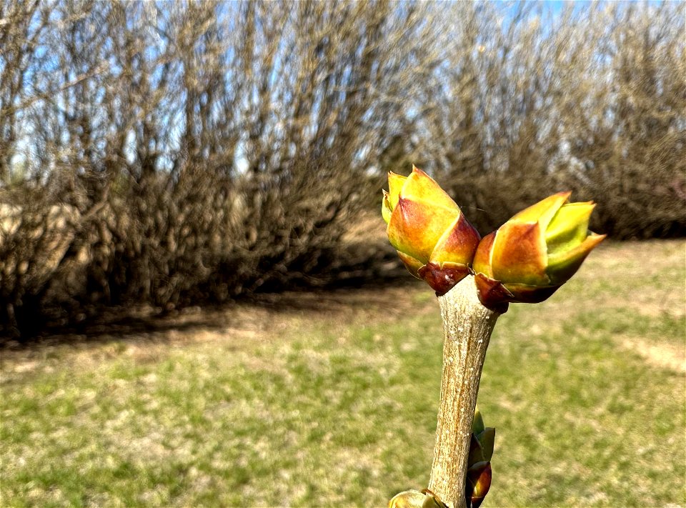 2023/265/121 Dogwood Buds